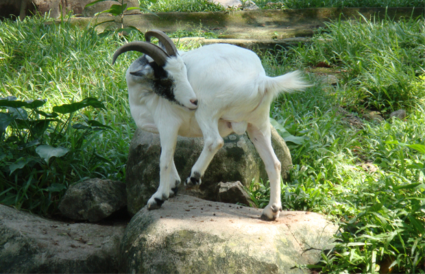 Teuk Chhu Zoo 1